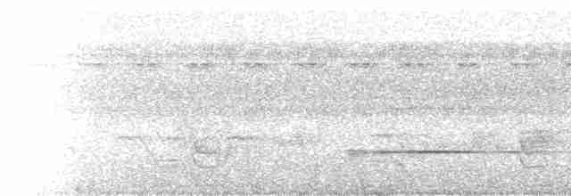 Окулярник біловолий - ML236488