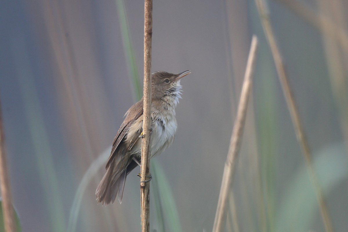 Common Reed Warbler - Holger Teichmann
