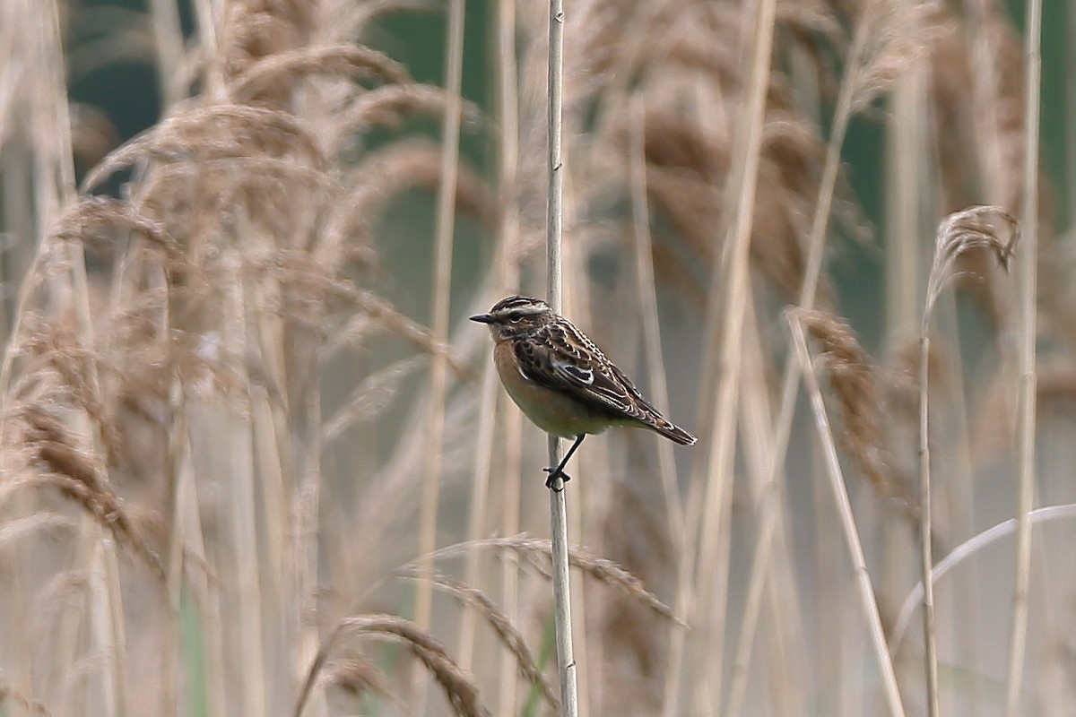 Whinchat - ML236489841
