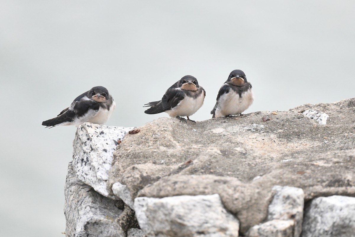 Barn Swallow (Buff-bellied) - ML236490921