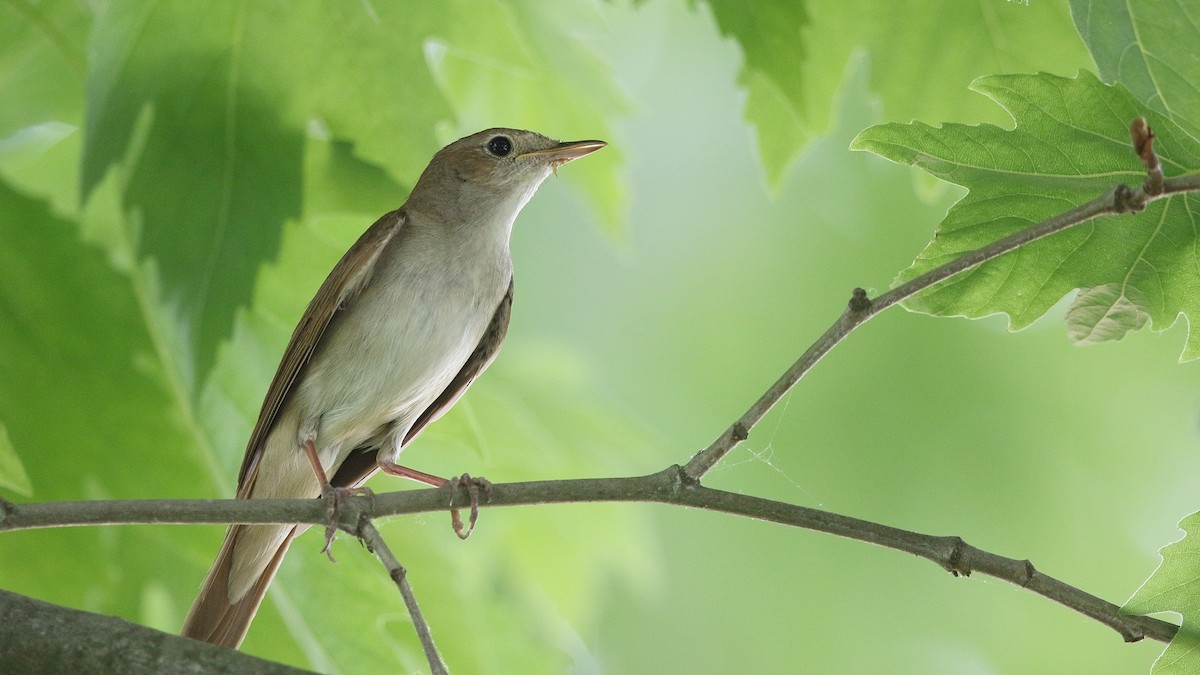 Common Nightingale - Tuncer Tozsin