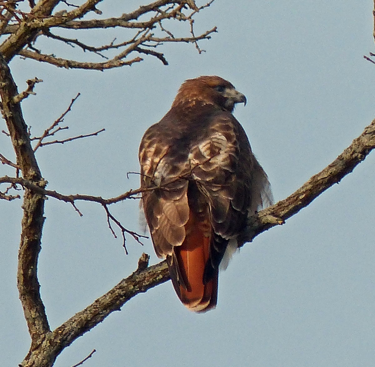 Red-tailed Hawk - Mike Birmingham