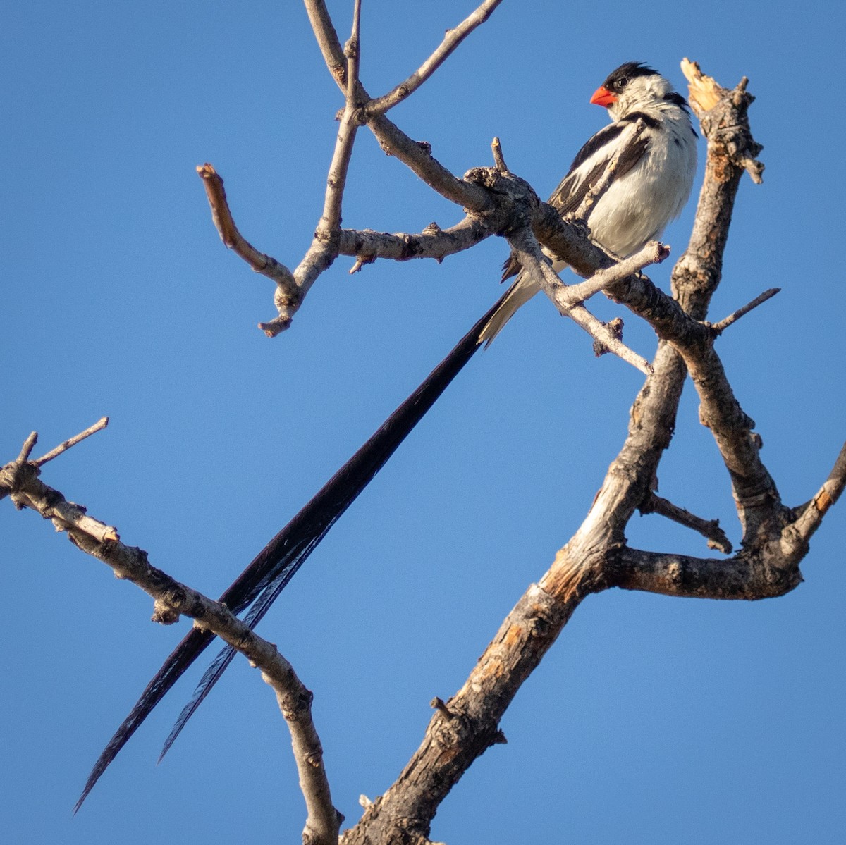Pin-tailed Whydah - ML236494901