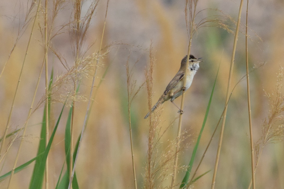 Paddyfield Warbler - Andy Zhang