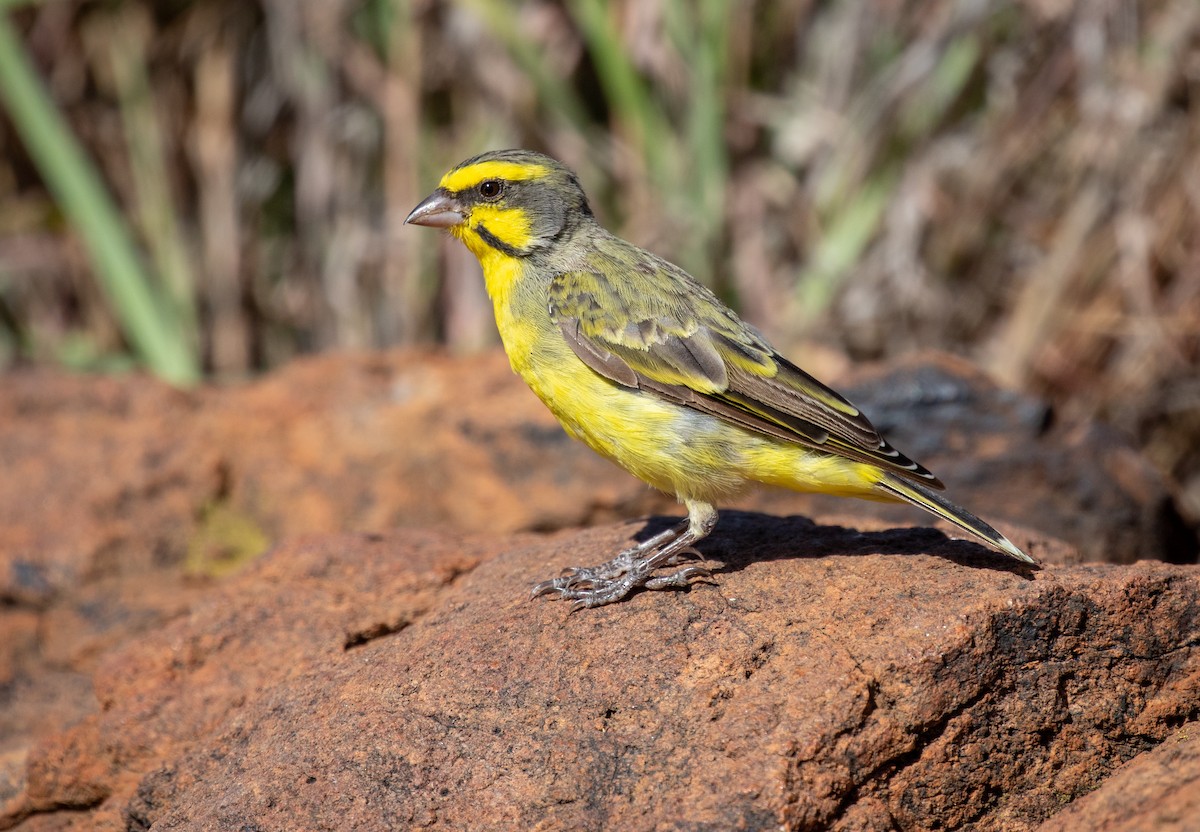 Yellow-fronted Canary - ML236495151