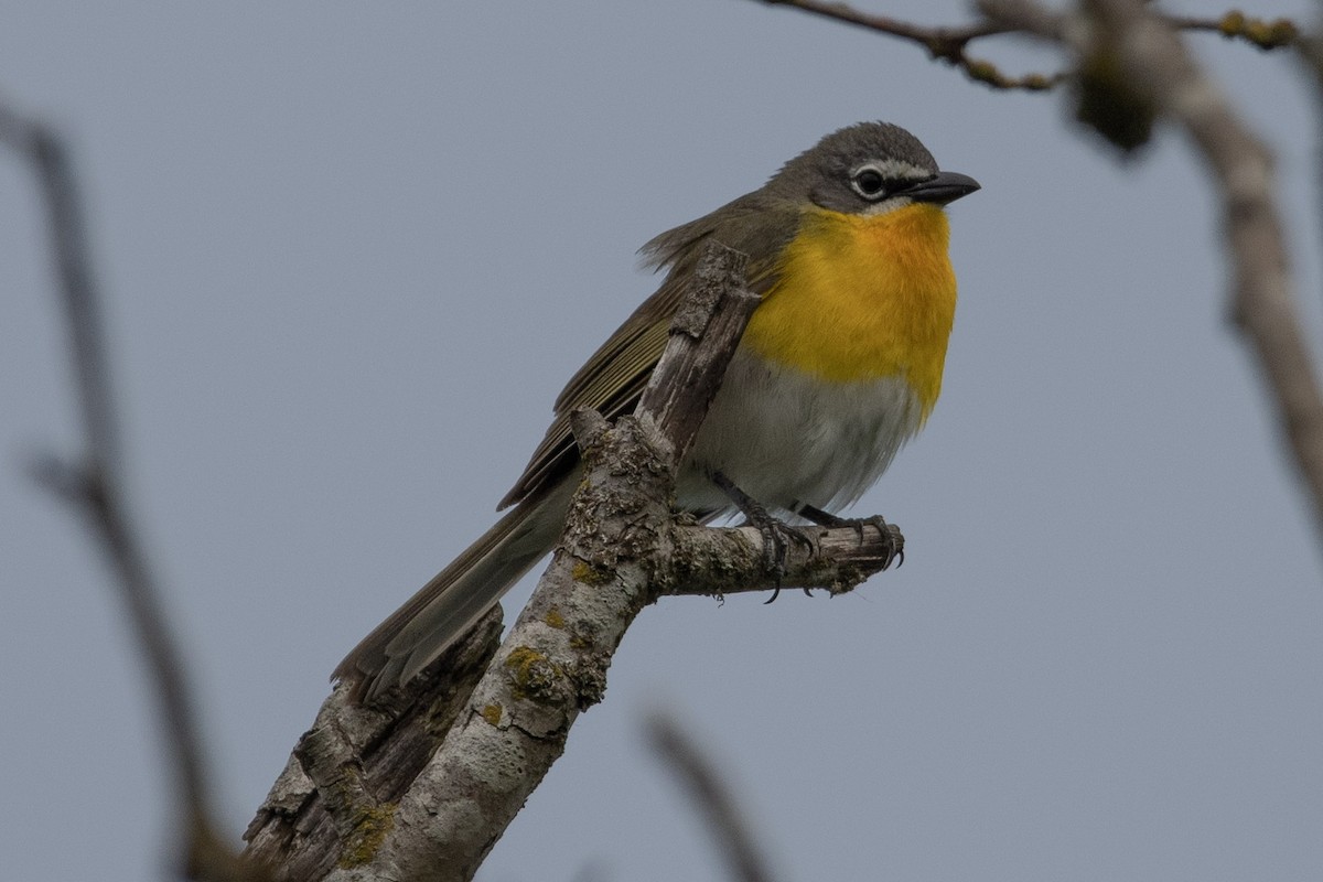 Yellow-breasted Chat - ML236495361
