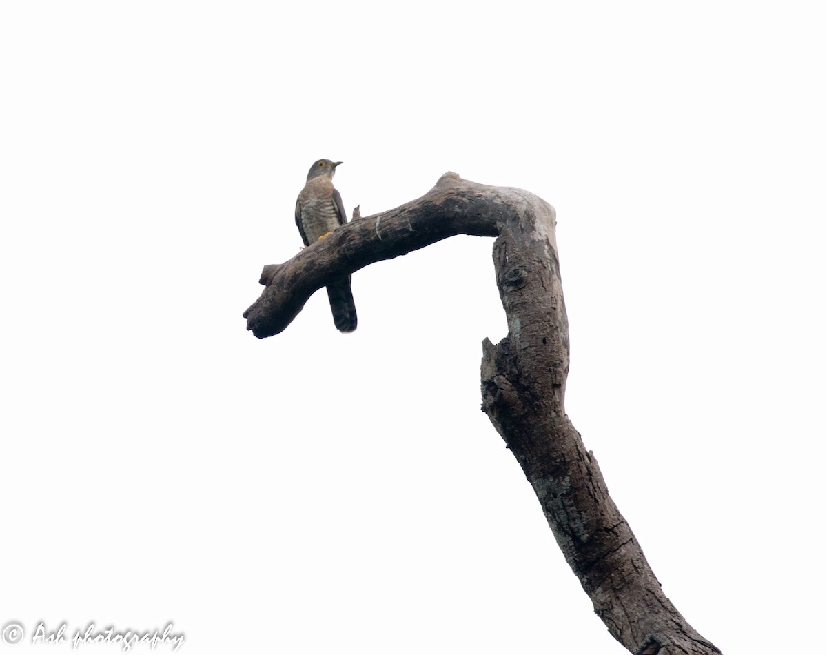 Common Hawk-Cuckoo - Ashwini Bhatt