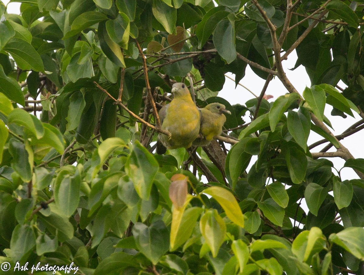 Yellow-footed Green-Pigeon - Ashwini Bhatt