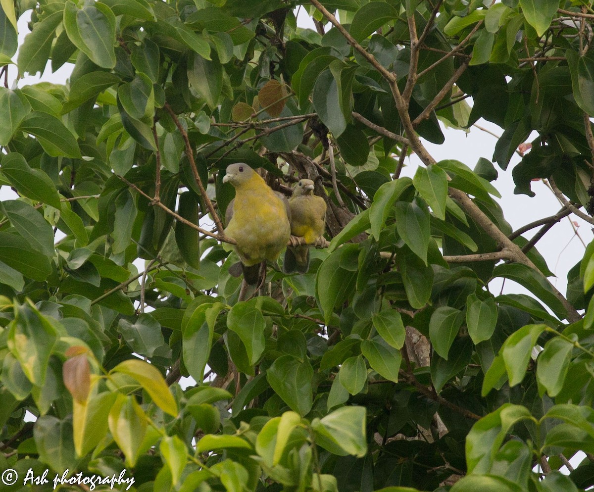 Yellow-footed Green-Pigeon - ML236496241