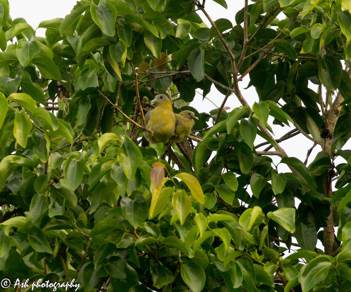 Yellow-footed Green-Pigeon - ML236496251
