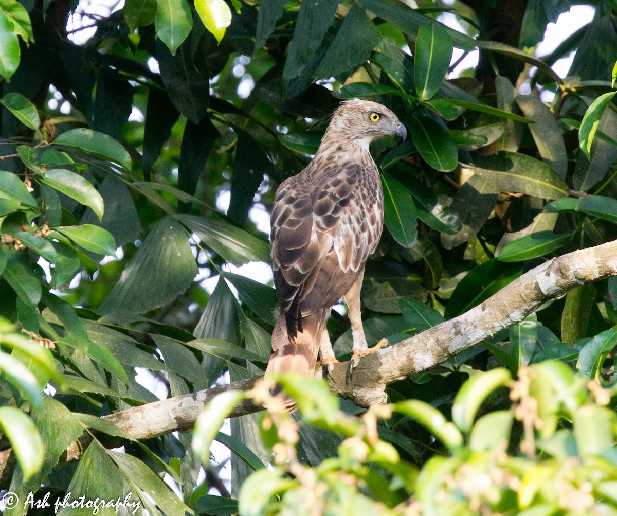 Changeable Hawk-Eagle (Crested) - ML236496341