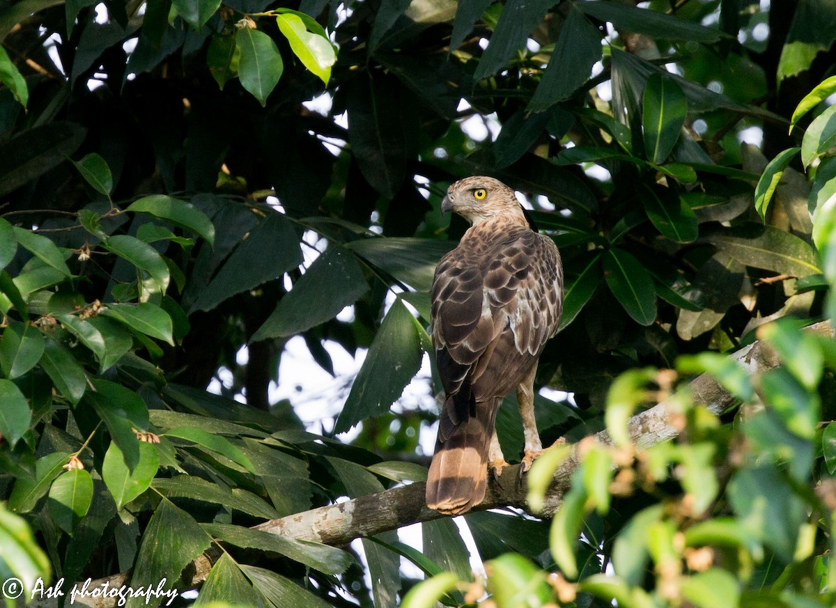 Changeable Hawk-Eagle (Crested) - ML236496351