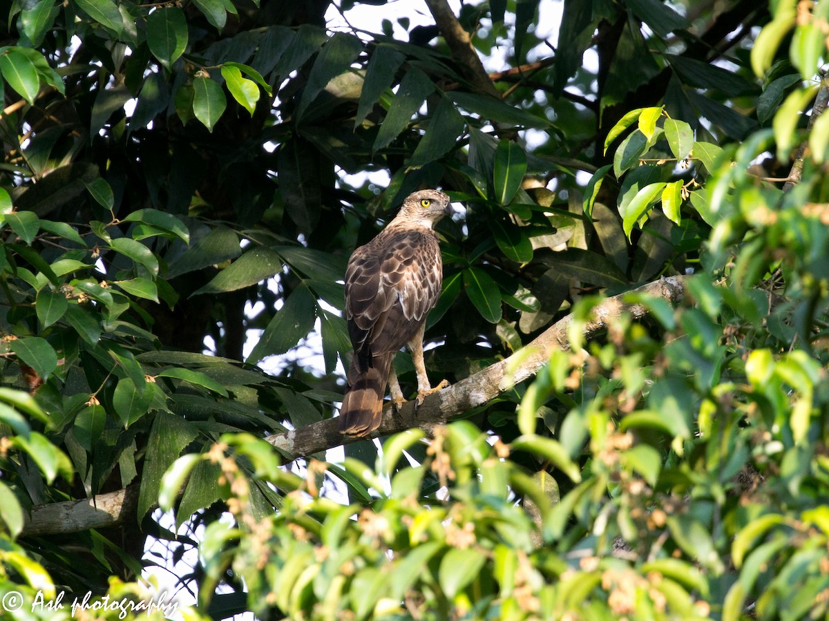 Changeable Hawk-Eagle (Crested) - ML236496361