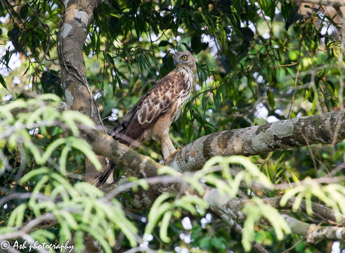 Changeable Hawk-Eagle (Crested) - ML236496371