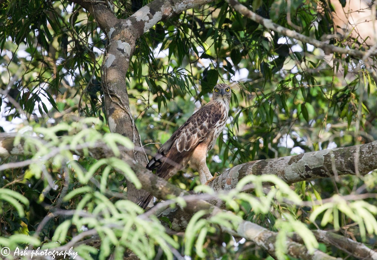 Changeable Hawk-Eagle (Crested) - ML236496381