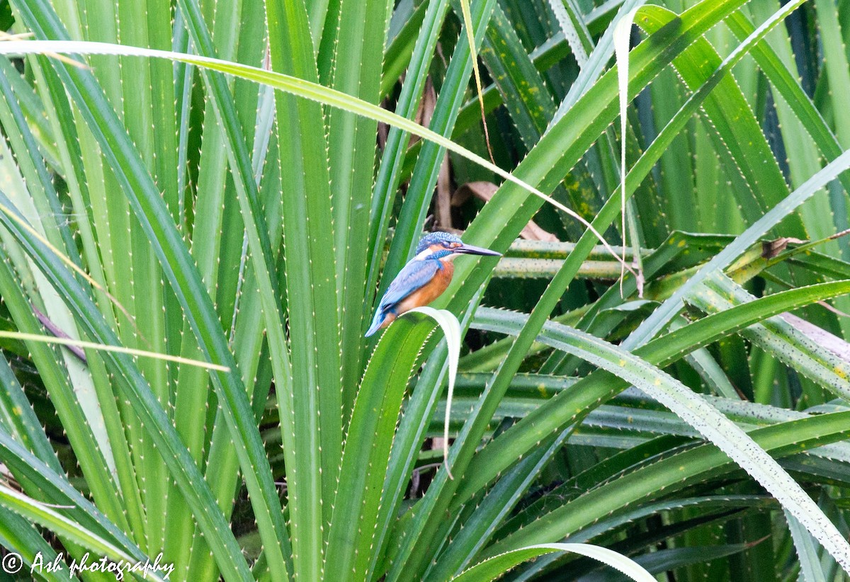 Common Kingfisher - Ashwini Bhatt