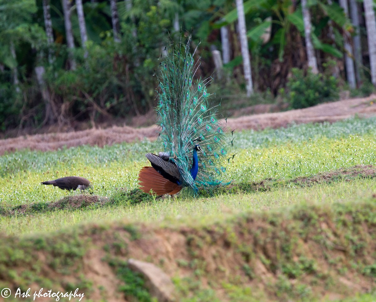 Indian Peafowl - Ashwini Bhatt