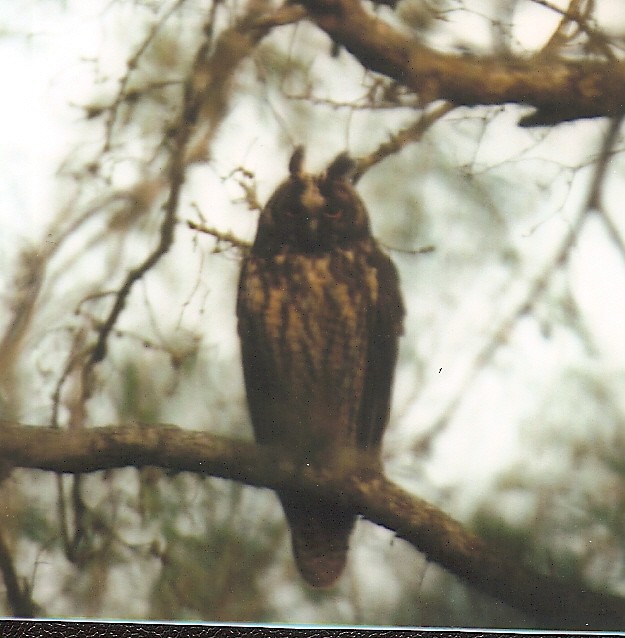Stygian Owl - Mel Cooksey