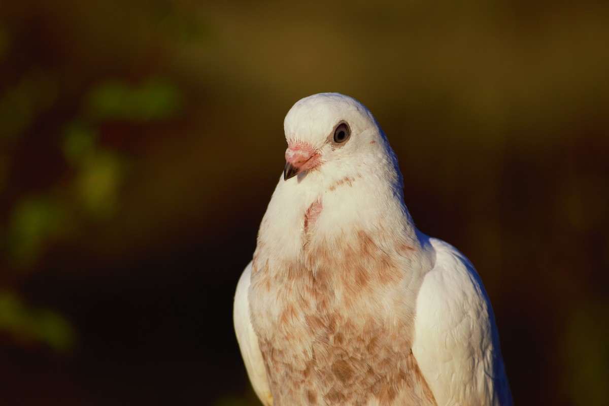 Rock Pigeon (Feral Pigeon) - ML236499031
