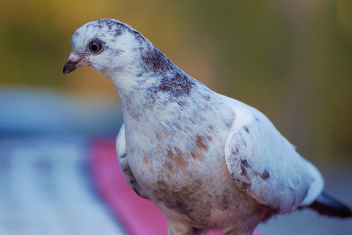 Rock Pigeon (Feral Pigeon) - ML236499041