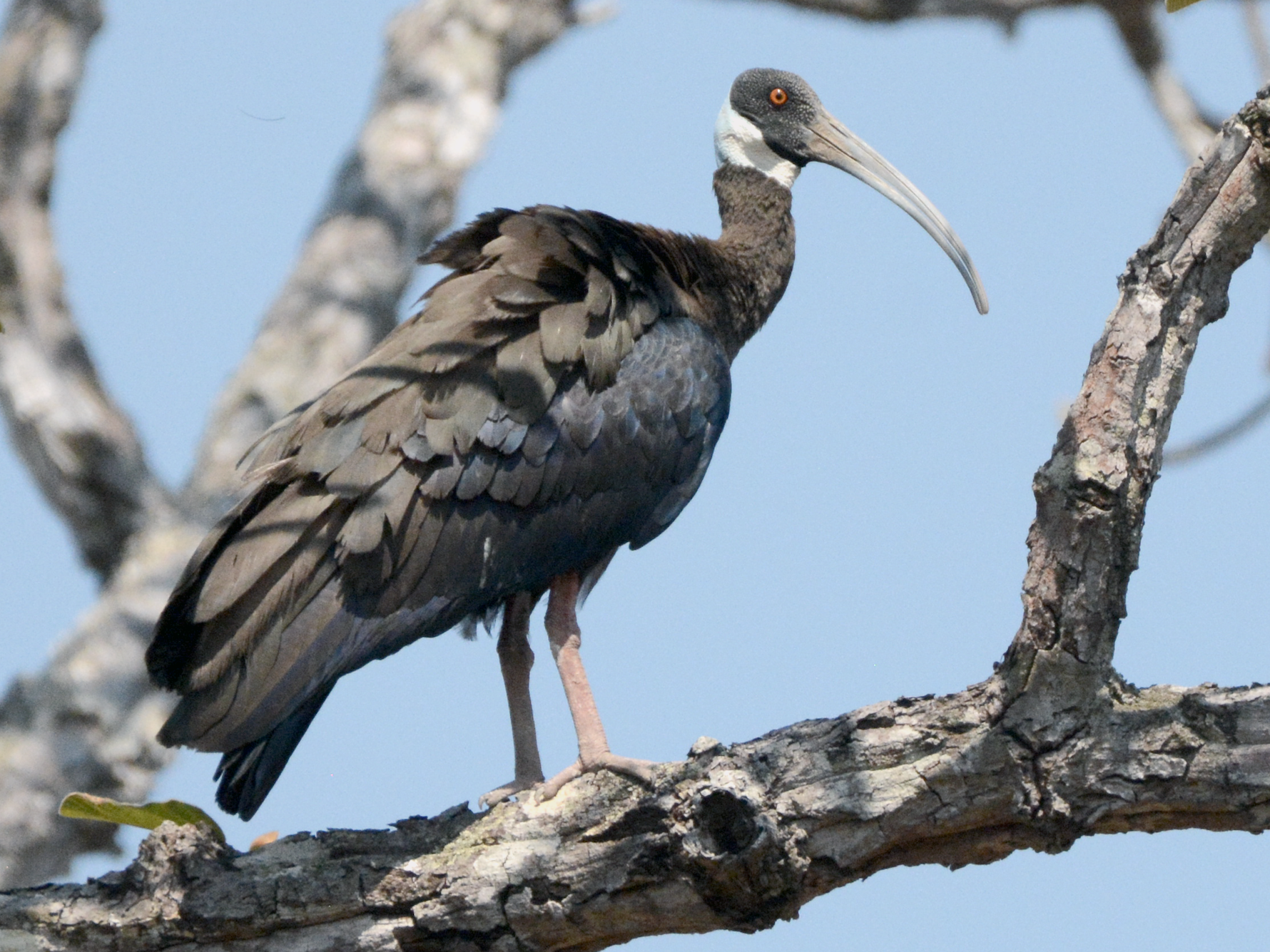 White-shouldered Ibis - Larry Chen