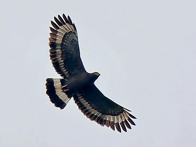 Mountain SerpentEagle eBird