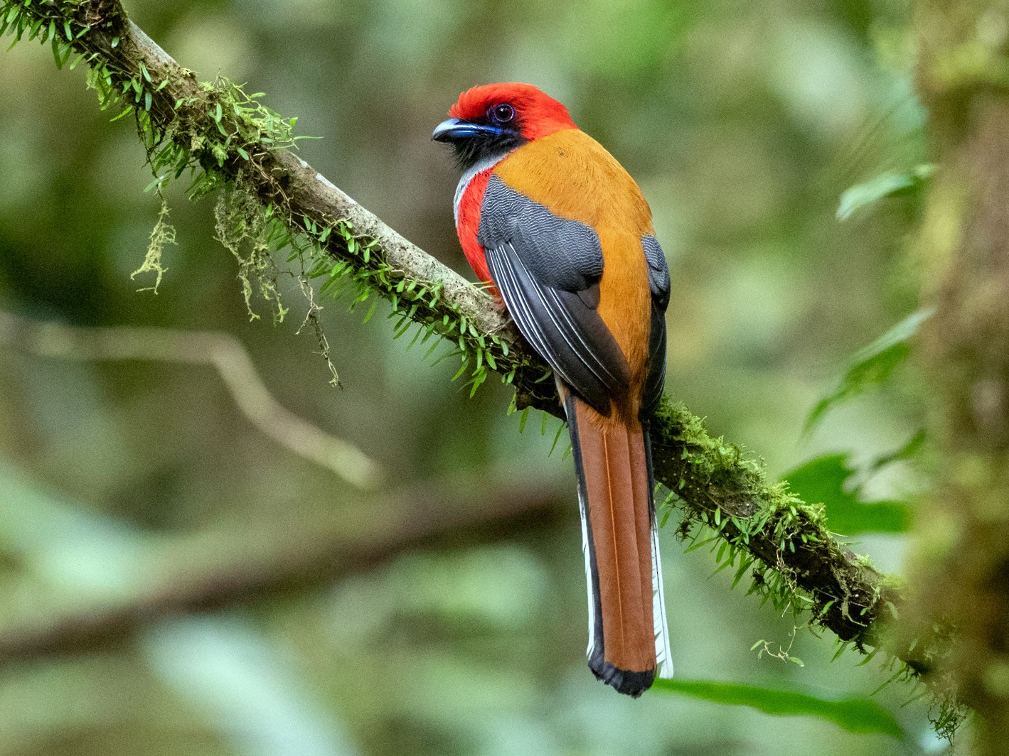 Whitehead's Trogon - Forest Jarvis