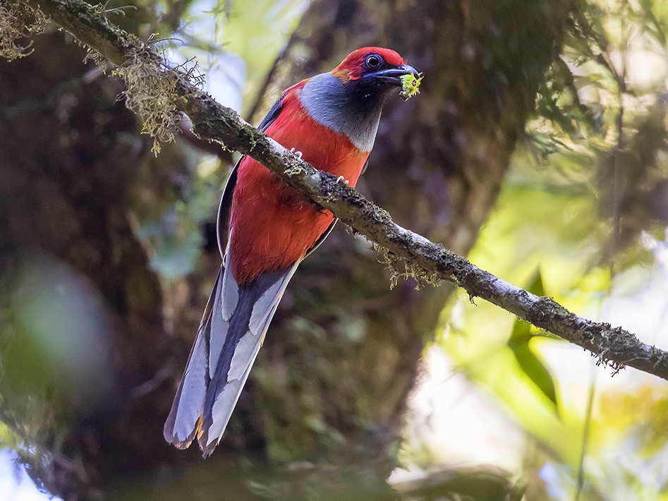 Whitehead's Trogon - Matthew Kwan