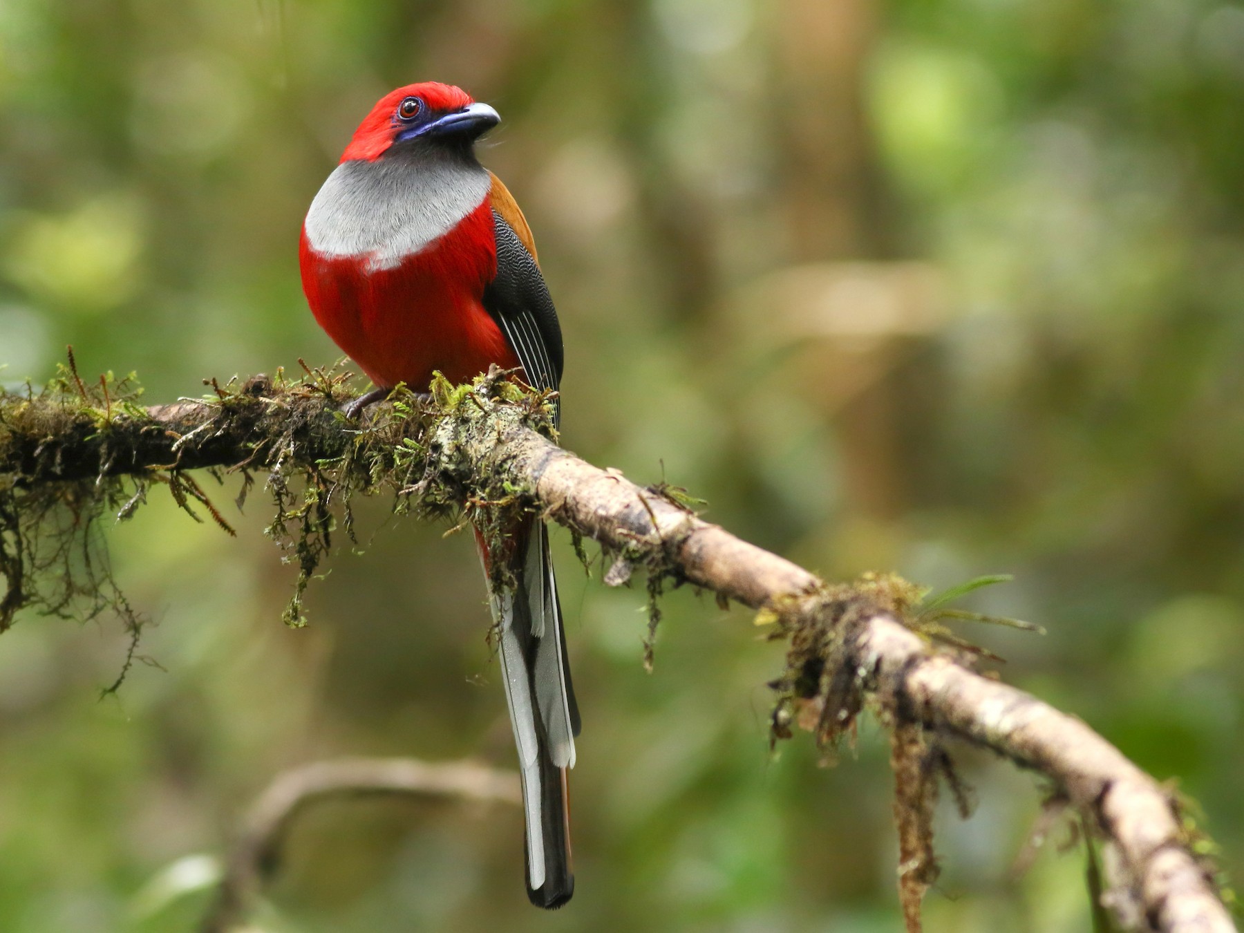 Whitehead's Trogon - Jonathan Eckerson