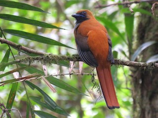  - Whitehead's Trogon