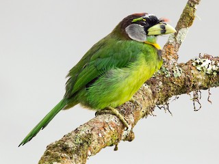 - Fire-tufted Barbet