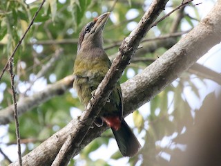  - Red-vented Barbet