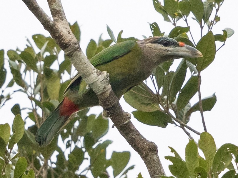 Red-vented Barbet - Niall D Perrins