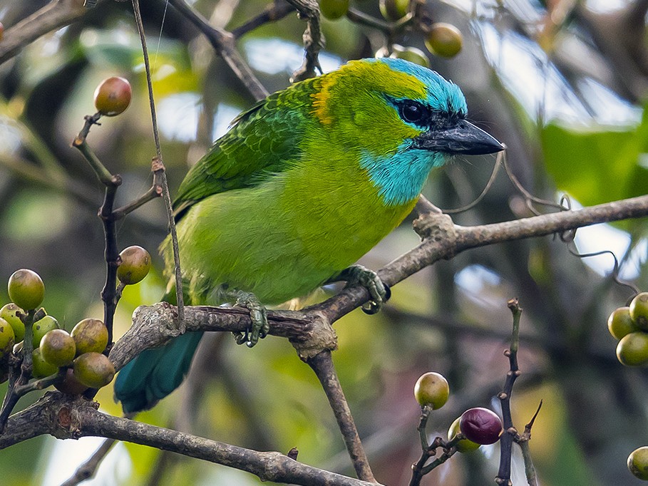 Golden-naped Barbet - eBird