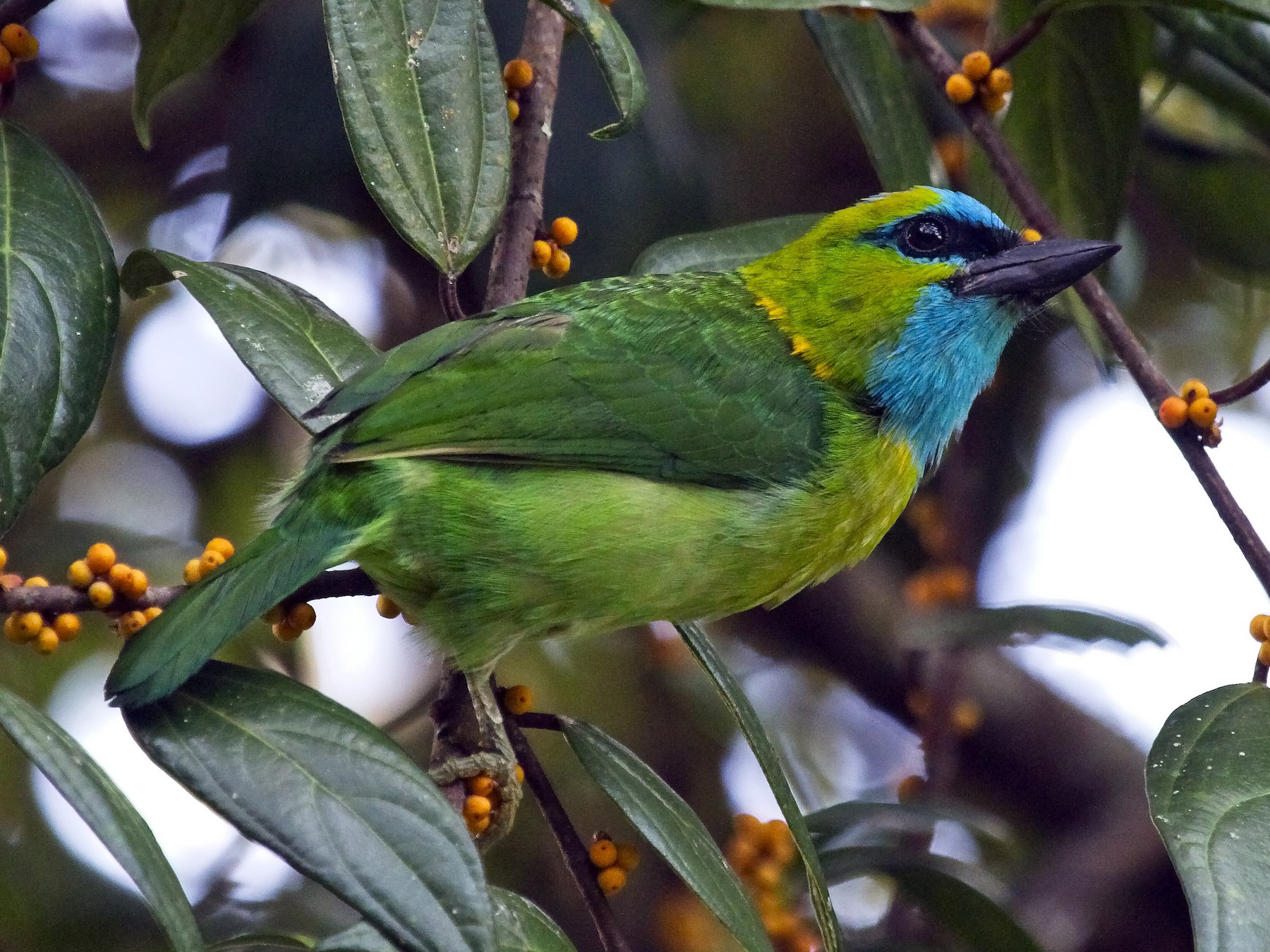 Golden-naped Barbet - eBird