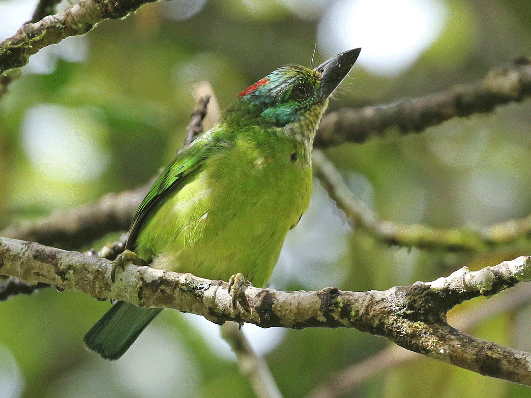 Mountain Barbet - Dave Bakewell