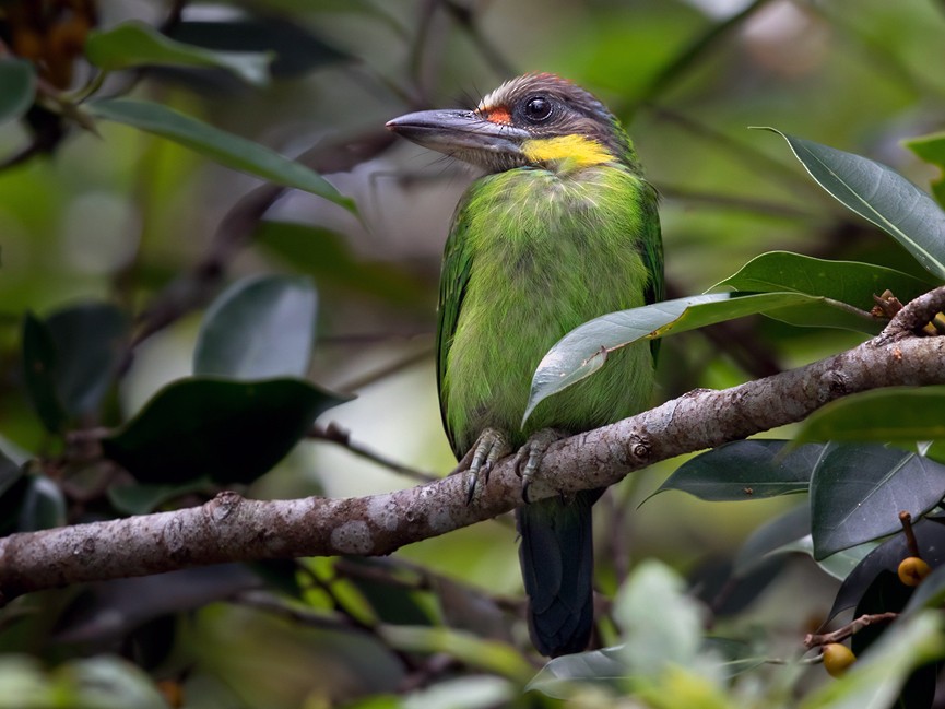 Gold-whiskered Barbet (Gold-whiskered) - eBird