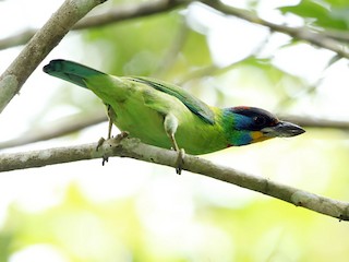 Chinese Barbet - eBird