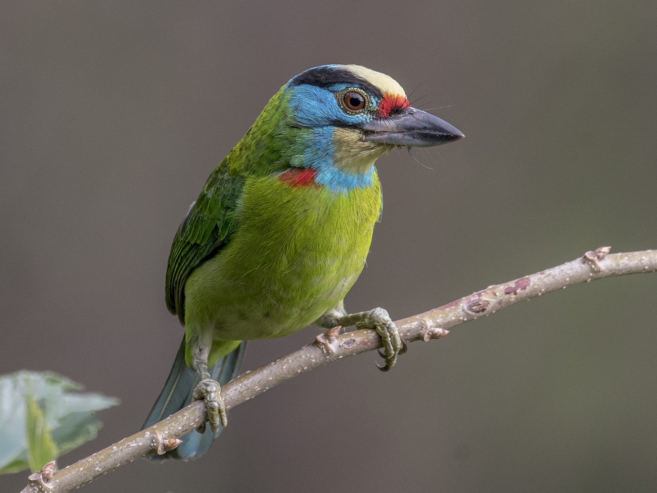 Indochinese Barbet - Dinh Thinh