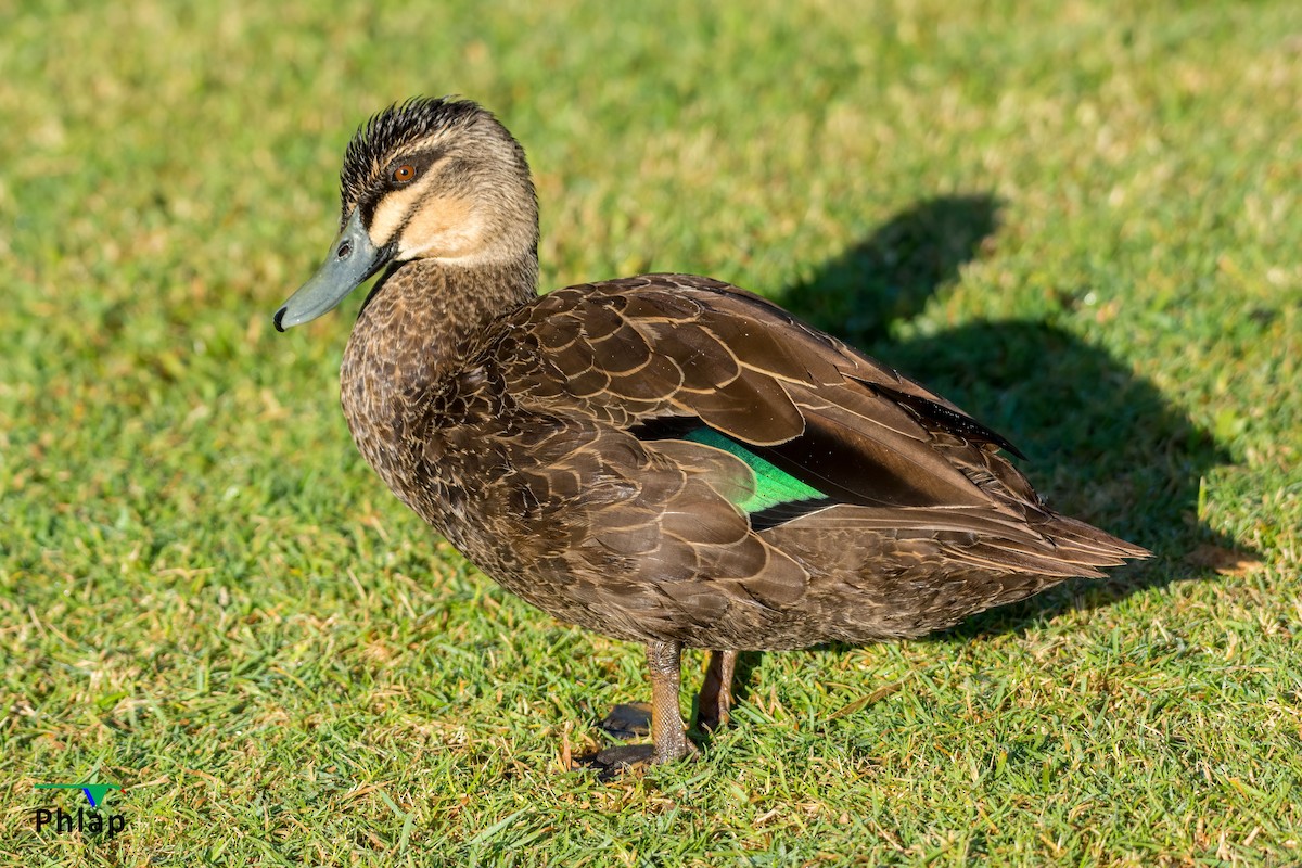 Pacific Black Duck - Rodney Appleby