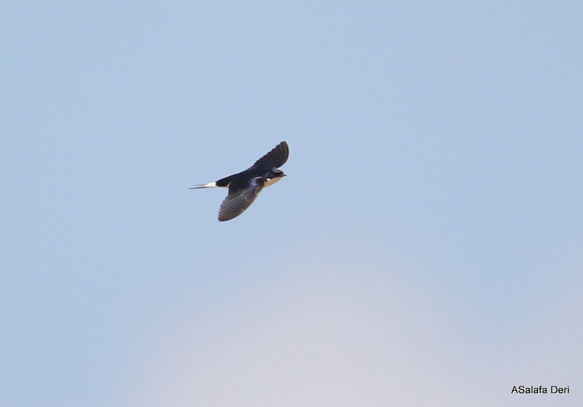 White-tailed Swallow - ML236510821