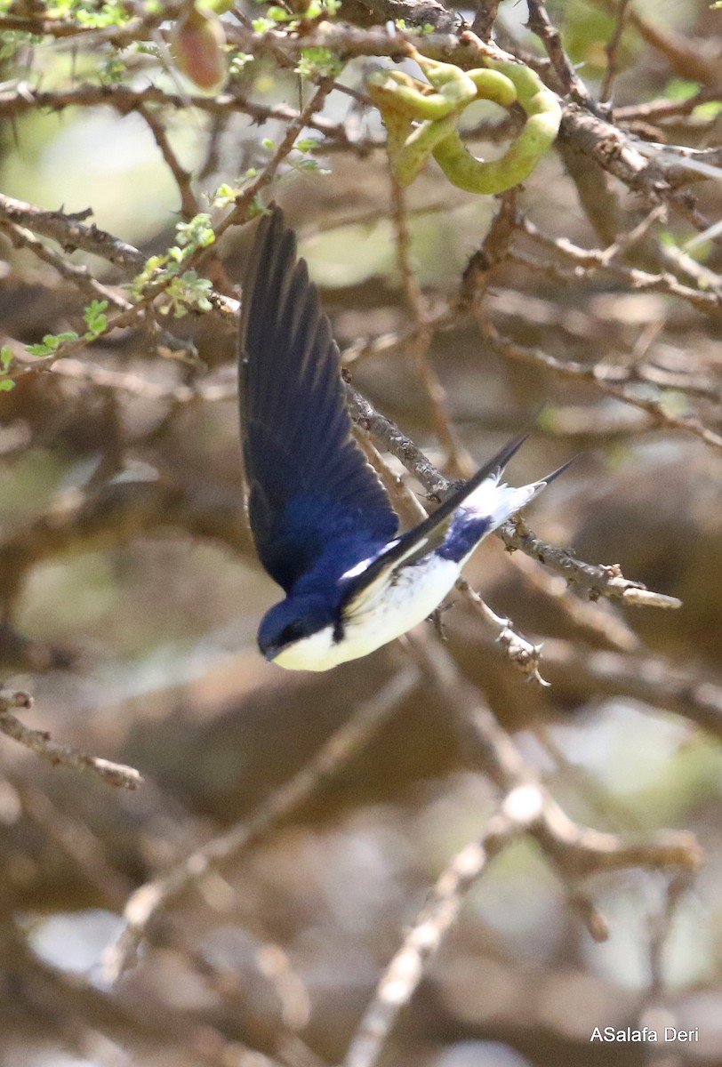 White-tailed Swallow - ML236510831