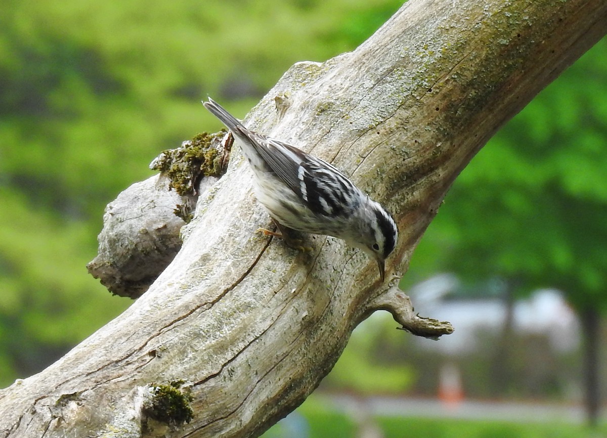 Black-and-white Warbler - ML236511801