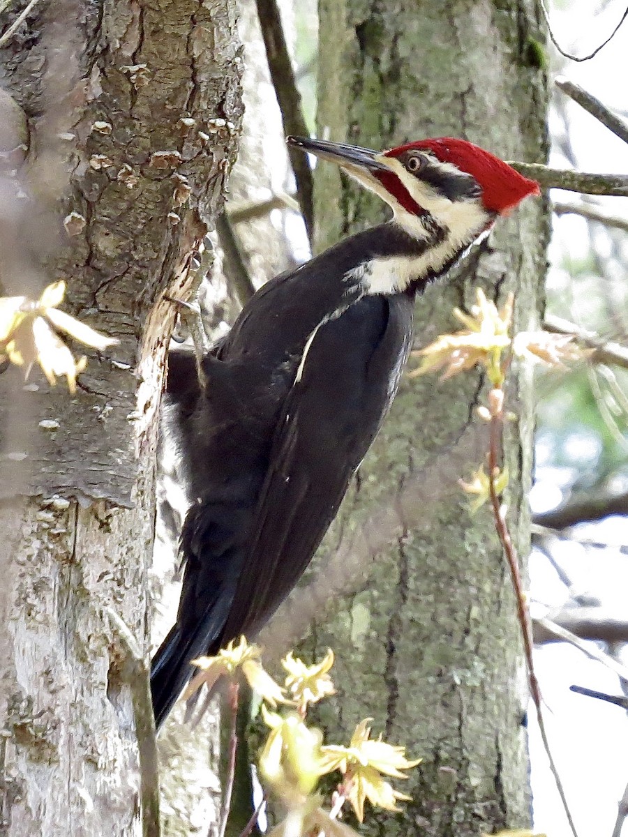 Pileated Woodpecker - ML236513511