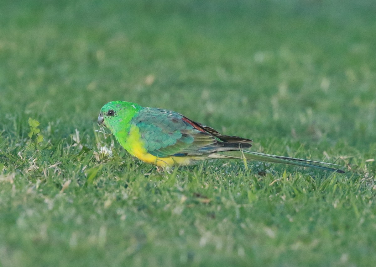 Red-rumped Parrot - ML236515051