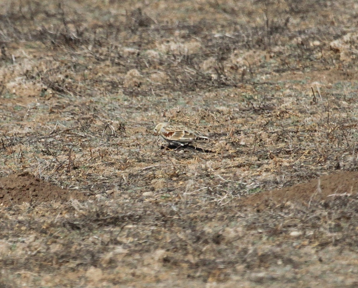 Thick-billed Longspur - Jeff Shenot