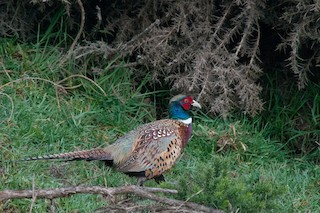 Ring-necked Pheasant, ML236516211