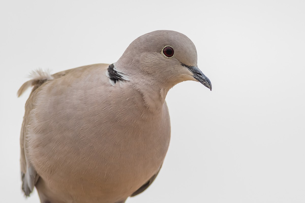 Eurasian Collared-Dove - ML236516541