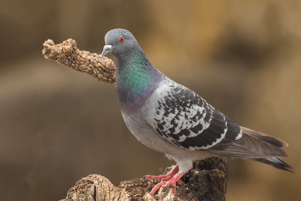 Rock Pigeon (Feral Pigeon) - ML236516961