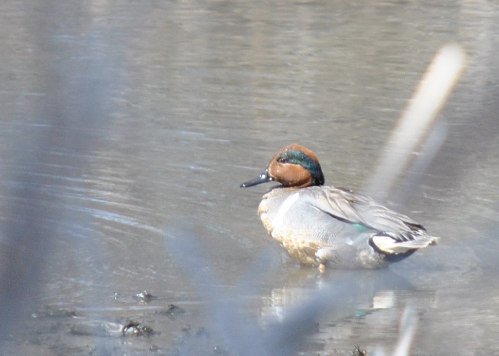 Green-winged Teal - ML236523851